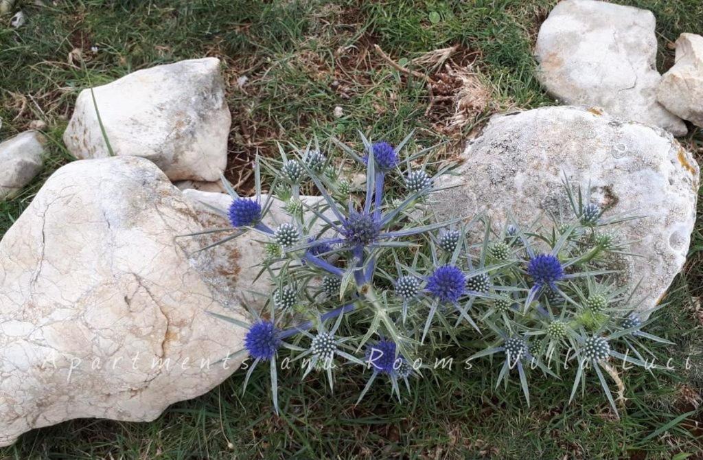Barbat na Rabu Apartments And Rooms Villa Luci מראה חיצוני תמונה