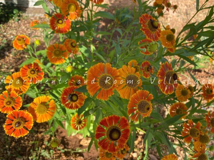 Barbat na Rabu Apartments And Rooms Villa Luci מראה חיצוני תמונה